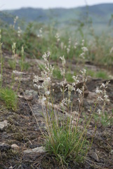 Silene jeniseensis
