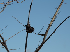 Eriosoma lanuginosum