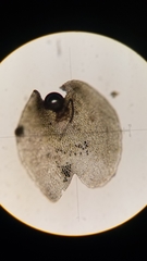 Marsupella emarginata