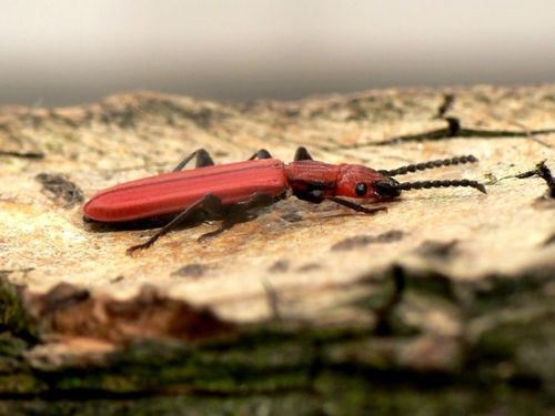 Cucujus cinnaberinus