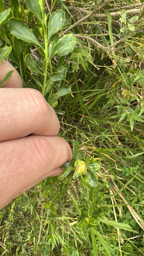 Unknown species found near Day Rd, Ventura, CA, US