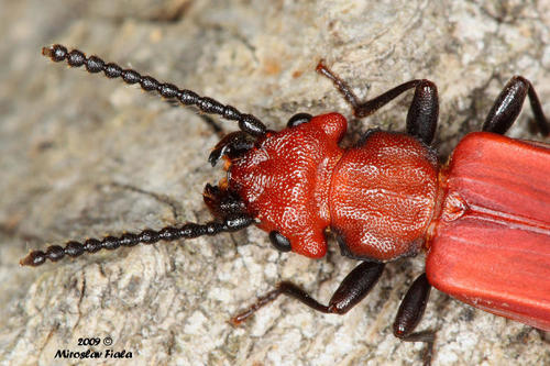 Cucujus cinnaberinus