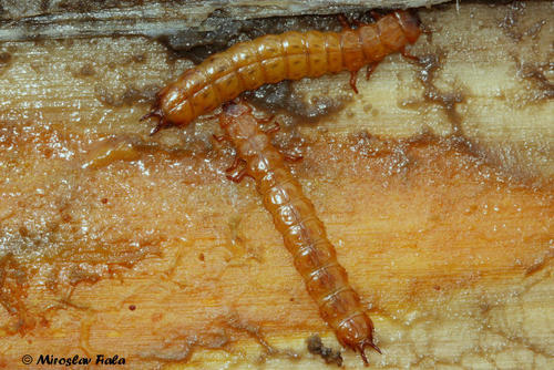 Cucujus cinnaberinus