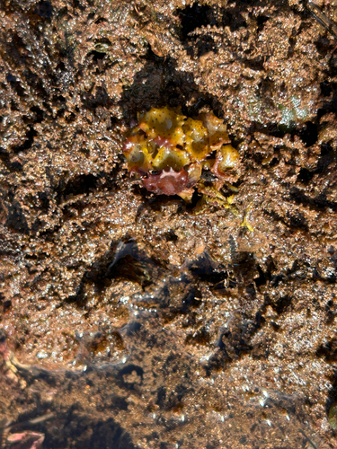 Turbinaria observed 2026-02-28