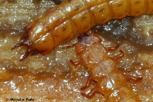 Cucujus cinnaberinus