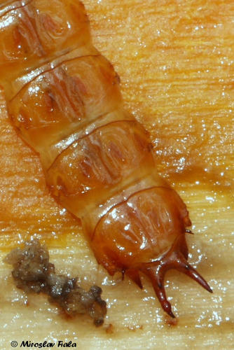Cucujus cinnaberinus