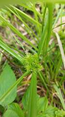 Cyperus cyperoides