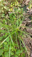 Cyperus cyperoides