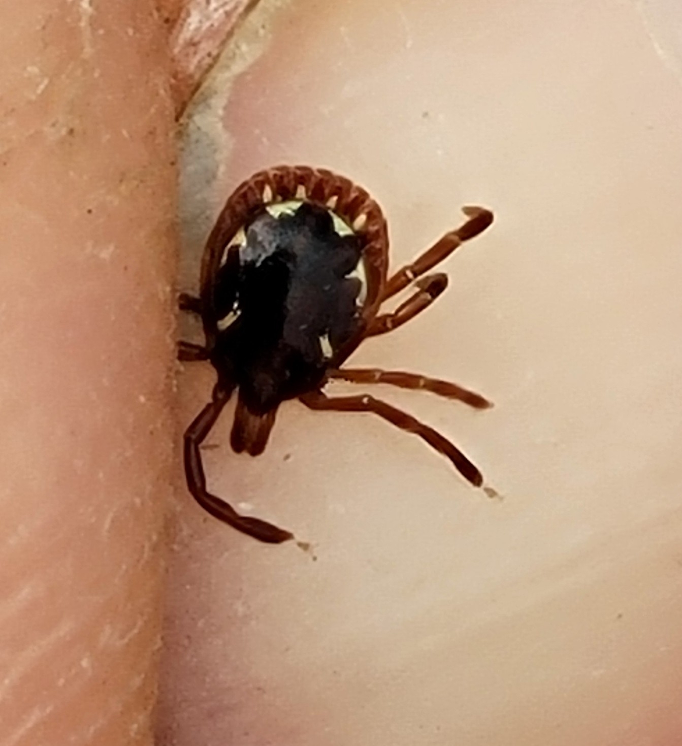 Amblyomma americanum Linnaeus, 1758