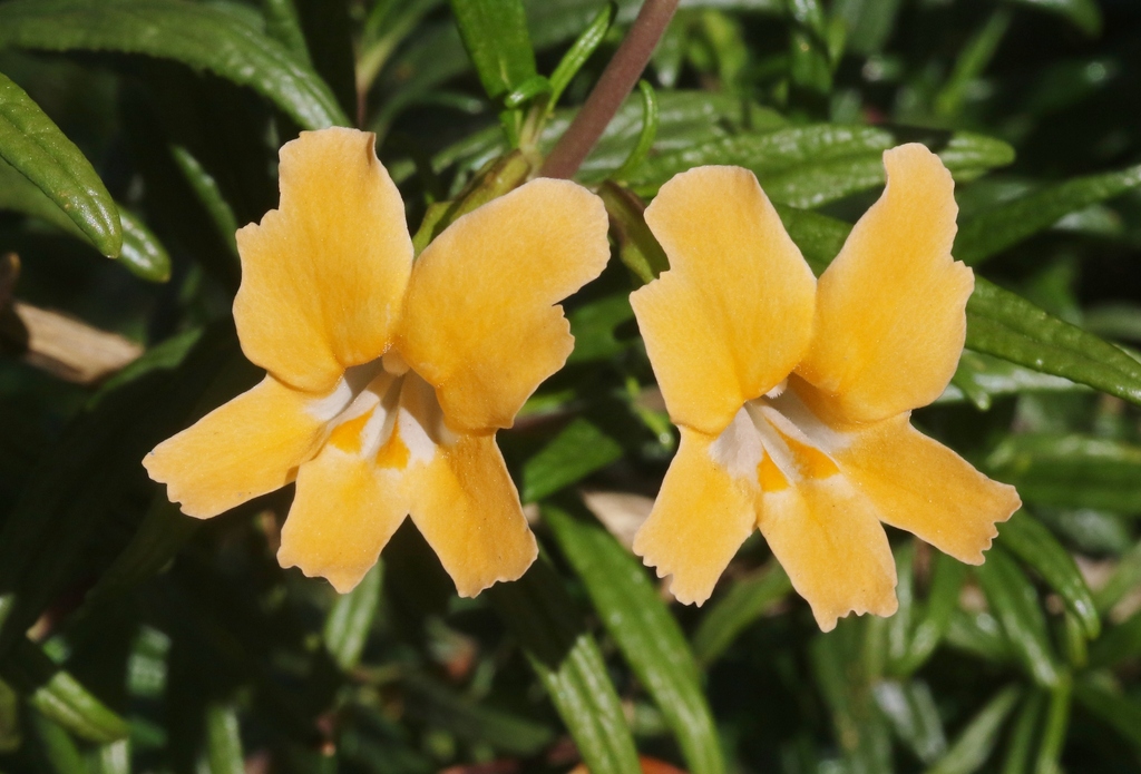 San Diego Monkeyflower