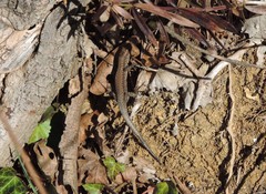 Podarcis muralis nigriventris