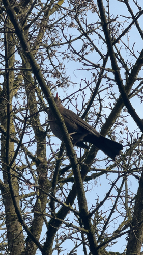 Amsel