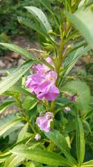 Impatiens balsamina