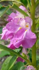 Impatiens balsamina