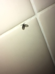 Clogmia albipunctata