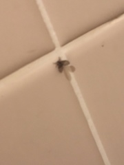 Clogmia albipunctata