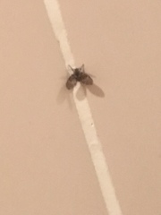 Clogmia albipunctata