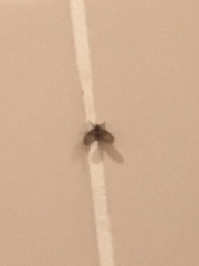 Clogmia albipunctata