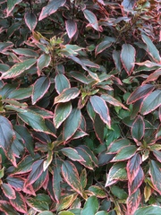 Iresine diffusa herbstii