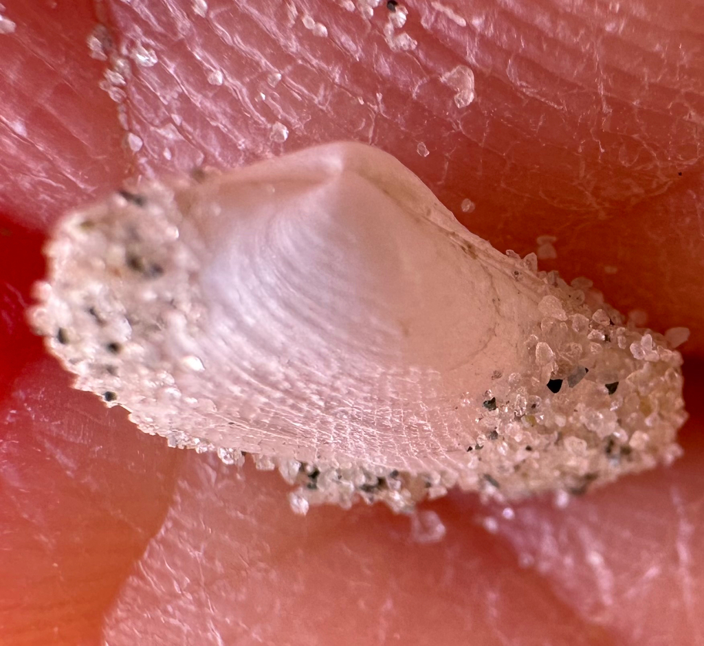 glassy lyonsia