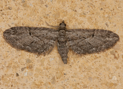 Eupithecia oxycedrata