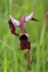 Serapias cordigera