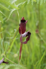 Serapias cordigera