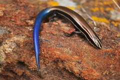 Plestiodon callicephalus