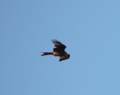 Milvus milvus milvus