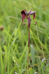 Serapias cordigera