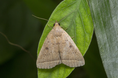 Simplicia discosticta