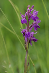 Dactylorhiza elata
