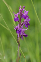 Dactylorhiza elata