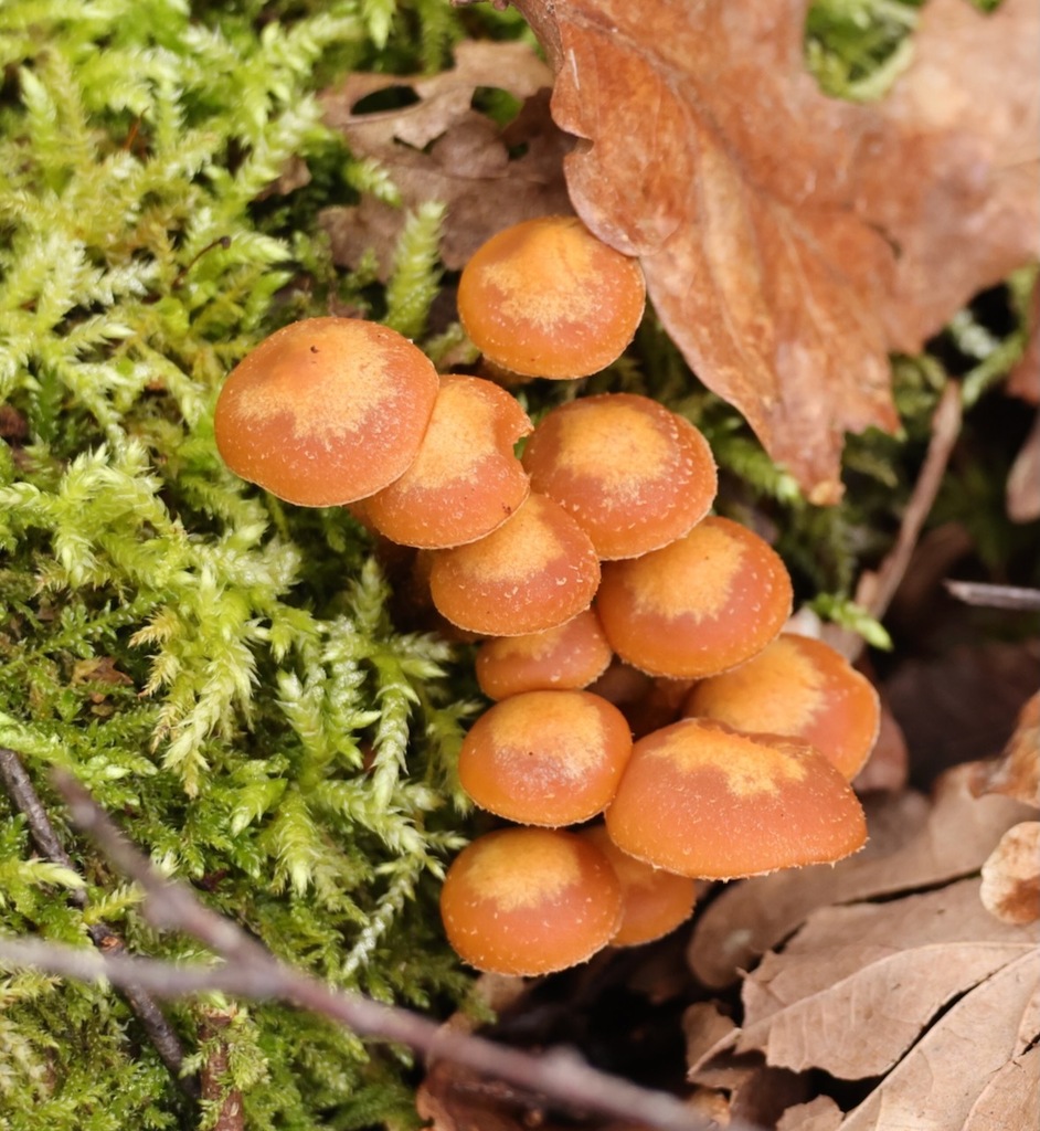 Kuehneromyces mutabilis · March 2026 · photo: © jerry2018 (iNaturalist, cc0)