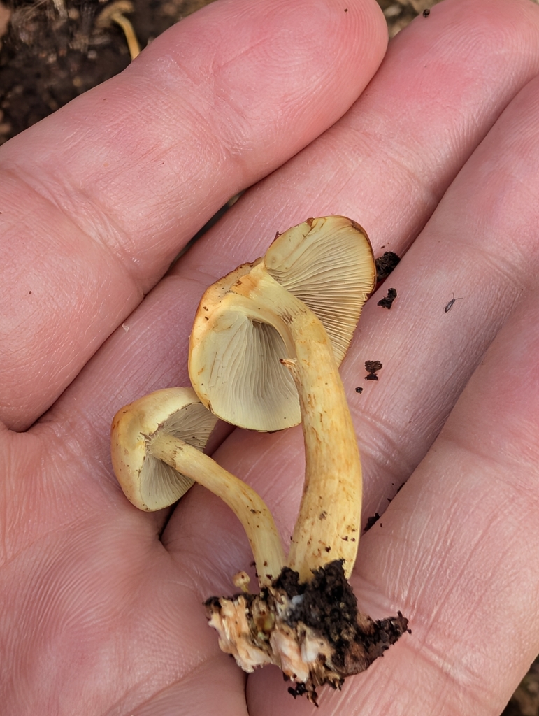 Hypholoma fasciculare · March 2026 · photo: © pilmar (iNaturalist, cc0)
