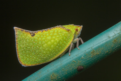 Salurnis marginella