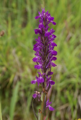 Dactylorhiza elata