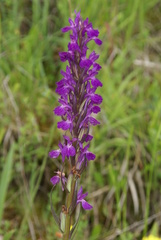 Dactylorhiza elata