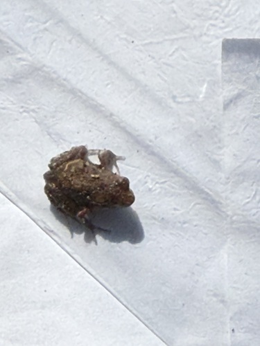 Grandidier's Rain Frog, Scaphiophryne obscura