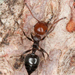 Mediterranean Acrobat Ant - Photo (c) Geir Drange, some rights reserved (CC BY-NC), uploaded by Geir Drange