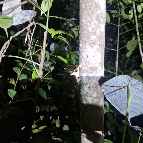 Polypedates macrotis
