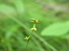 Carex loliacea