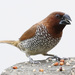 Scaly-breasted Munia - Photo (c) Michael, some rights reserved (CC BY-NC), uploaded by Michael