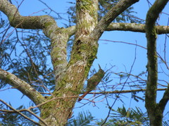 Lepidocolaptes souleyetii