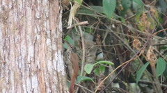 Lepidocolaptes souleyetii