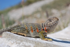Crotaphytus collaris