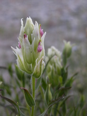 Castilleja hyparctica