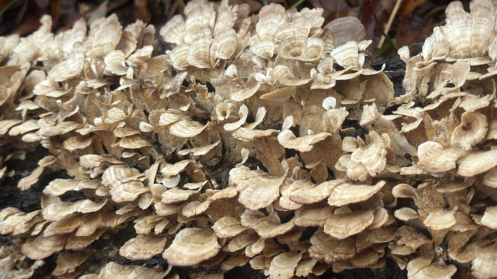 Trichaptum biforme · February 2026 · photo: © a_hippe (iNaturalist, cc0)