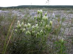 Castilleja hyparctica