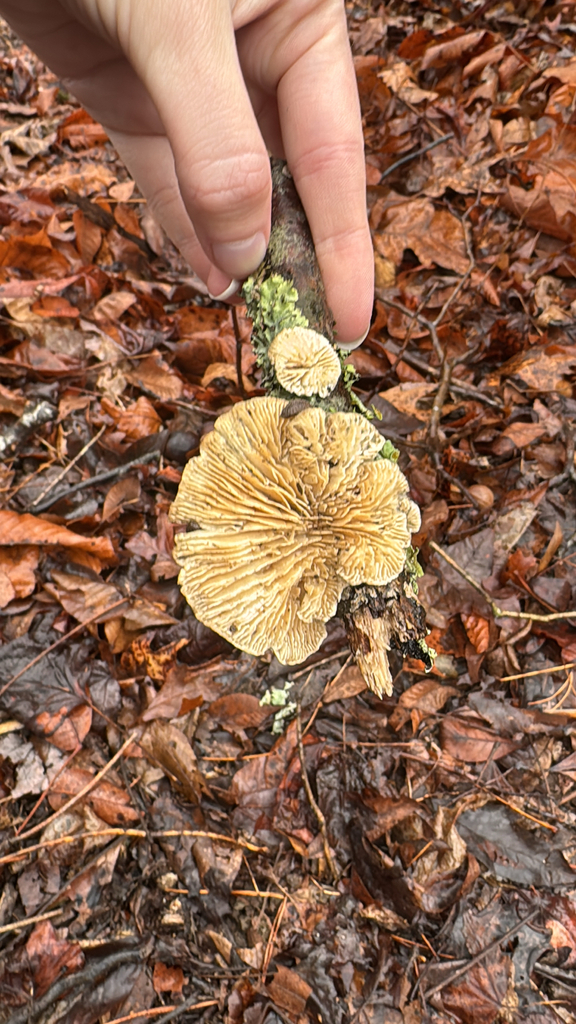 Trametes betulina · February 2026 · photo: © a_hippe (iNaturalist, cc0)